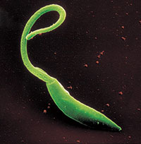 Leishmania parasite