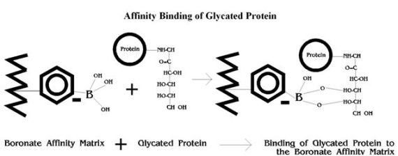 Affinity Binding