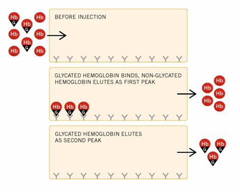 Boronate Binding